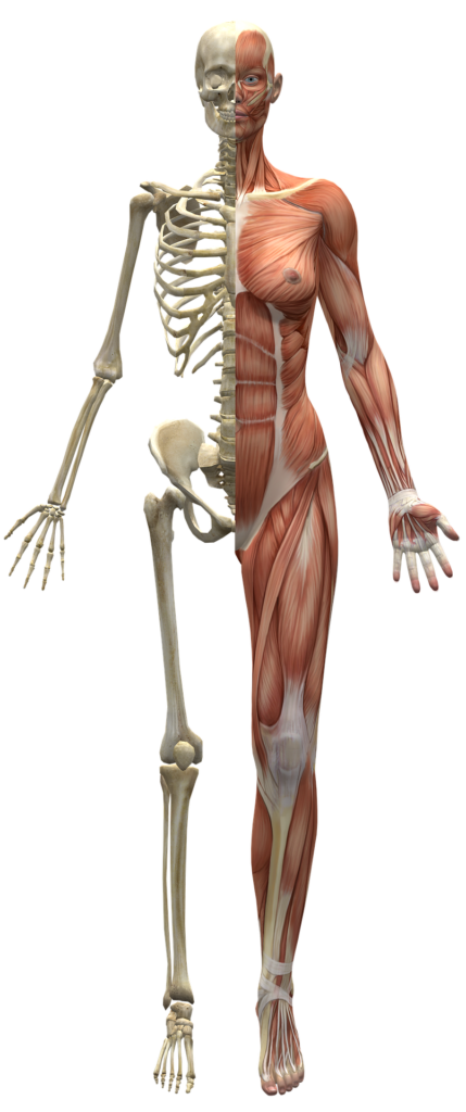 système musculo-squelettique